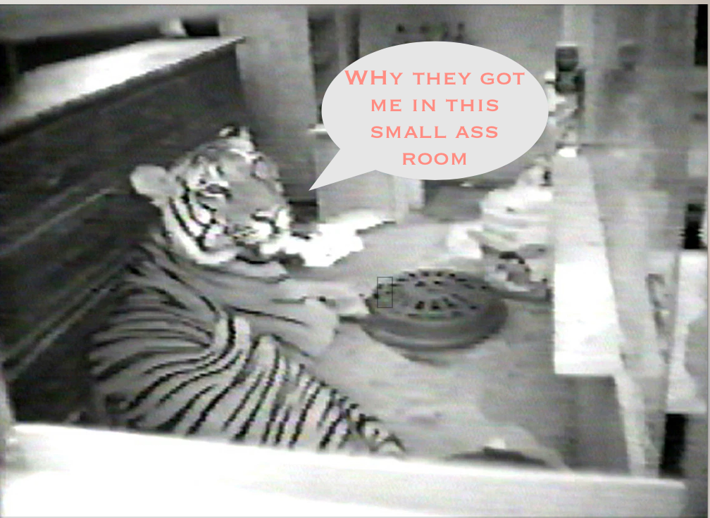 The Tiger in HARLEM, lore when he was discovered living inside Drew Hamilton public housing building in Harlem recently died!